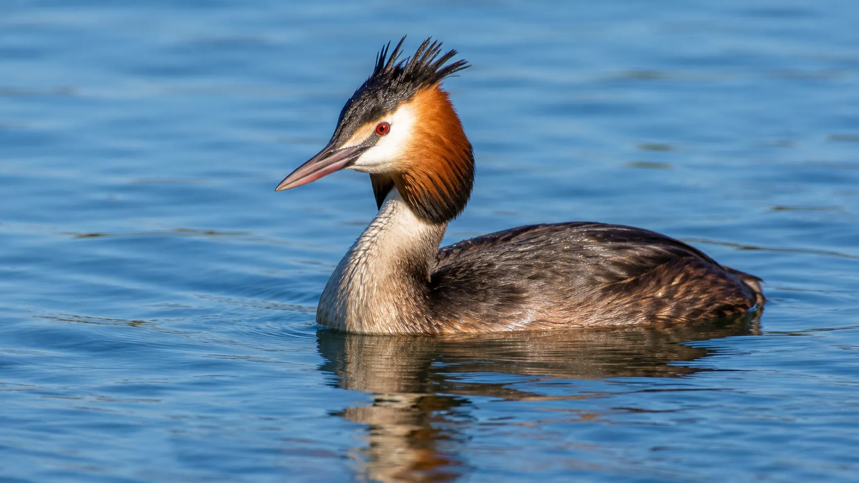 Great Crested Grebe In Sunlit Lake