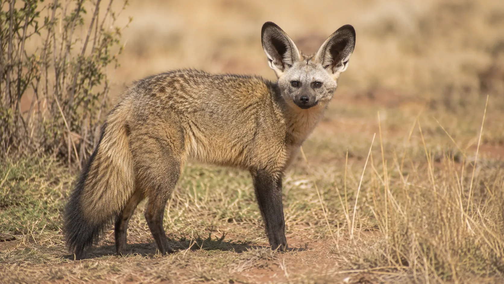 Bat Eared Fox In African Savanna