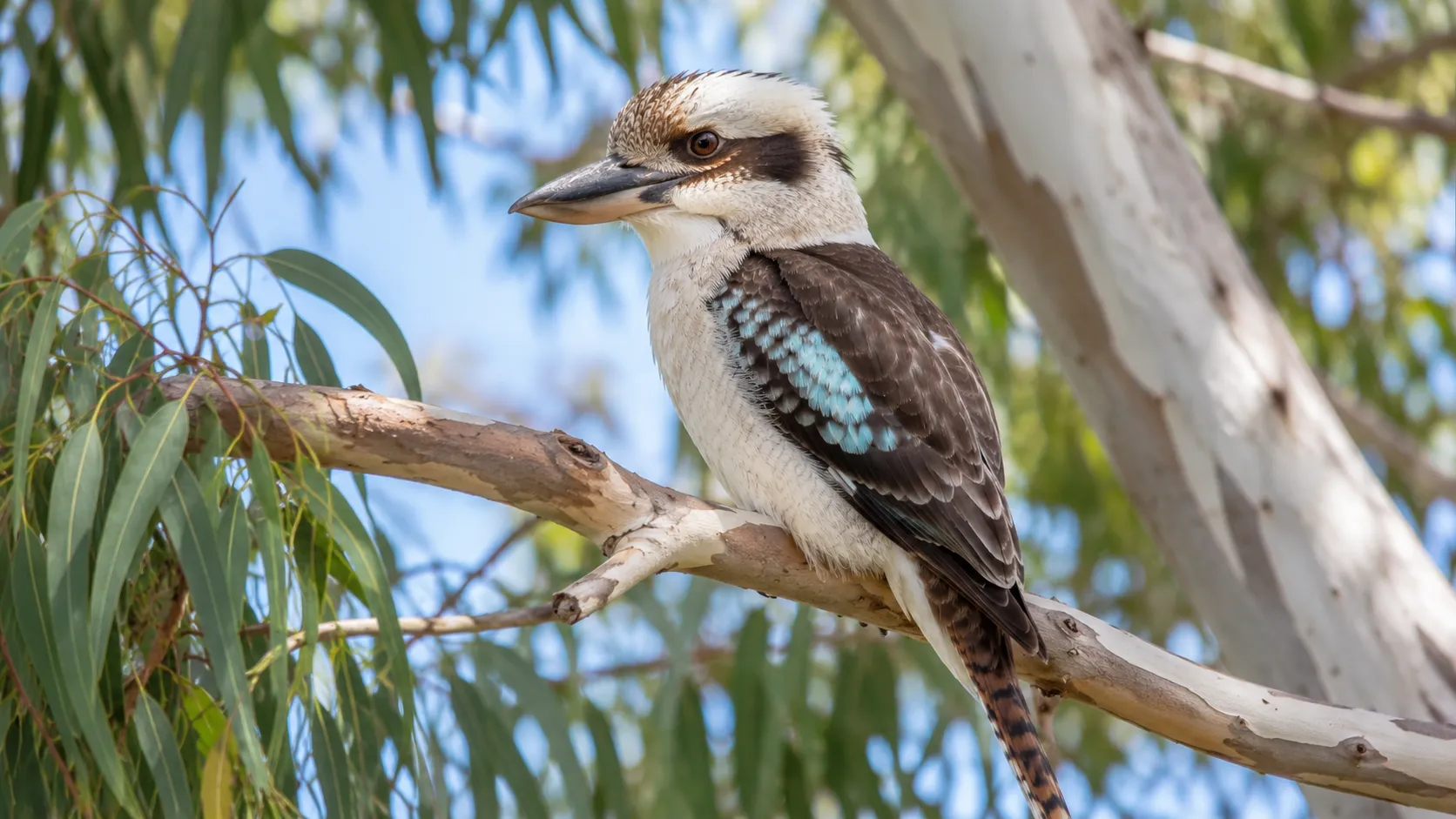 Kookaburra On Australian Eucalyptus Branch
