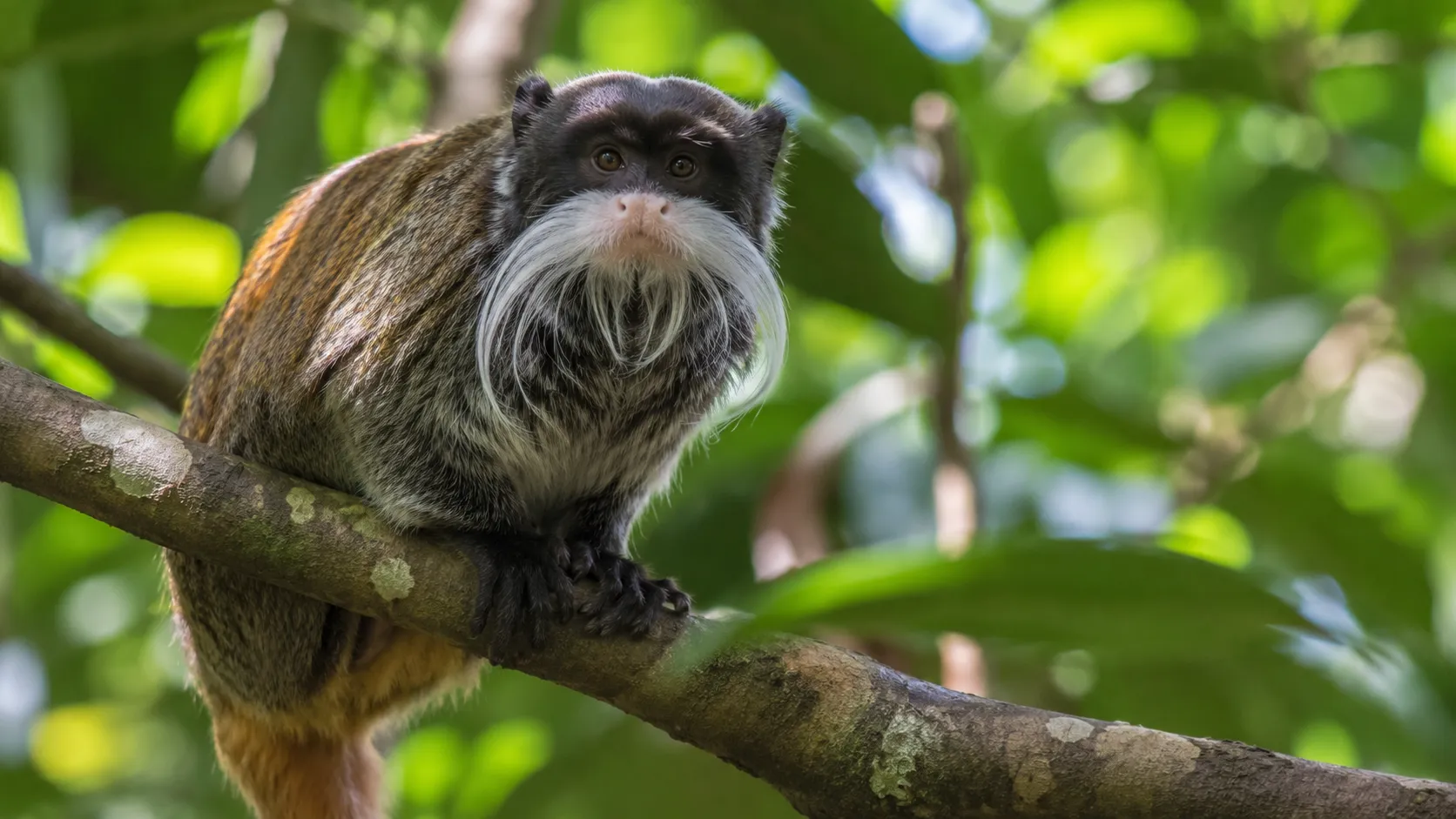 Emperor tamarin in Amazon canopy