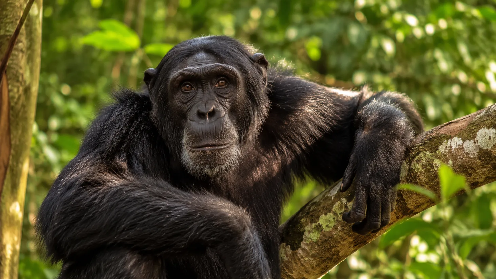 Chimpanzee In West African Rainforest