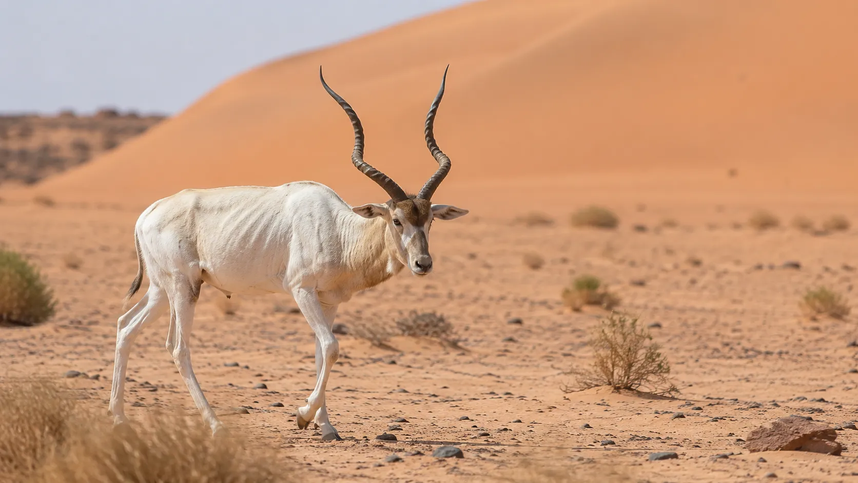 Addax Antelope In Sahara Desert
