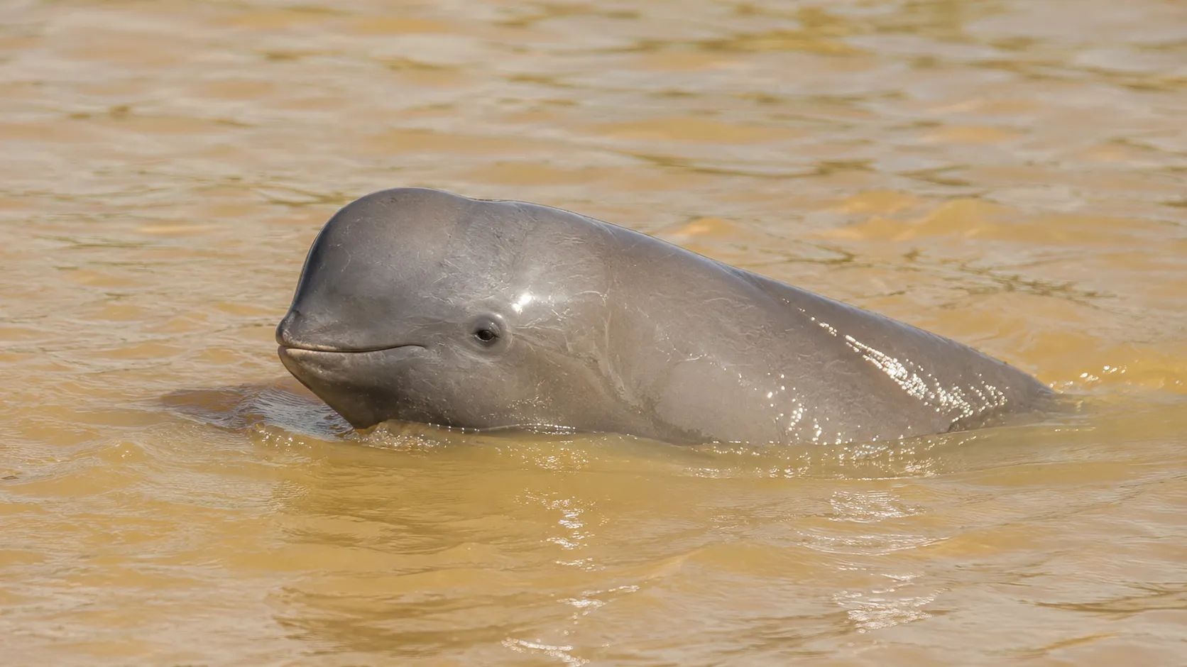 Irrawaddy Dolphin In Mekong River
