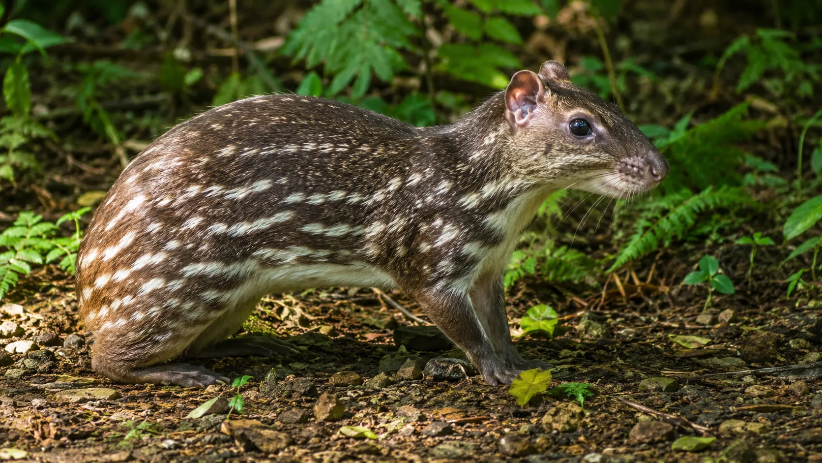 Lowland Paca In Central American Forest