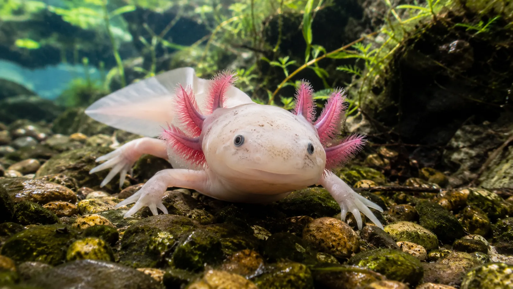 Axolotl in clear bright freshwater spring