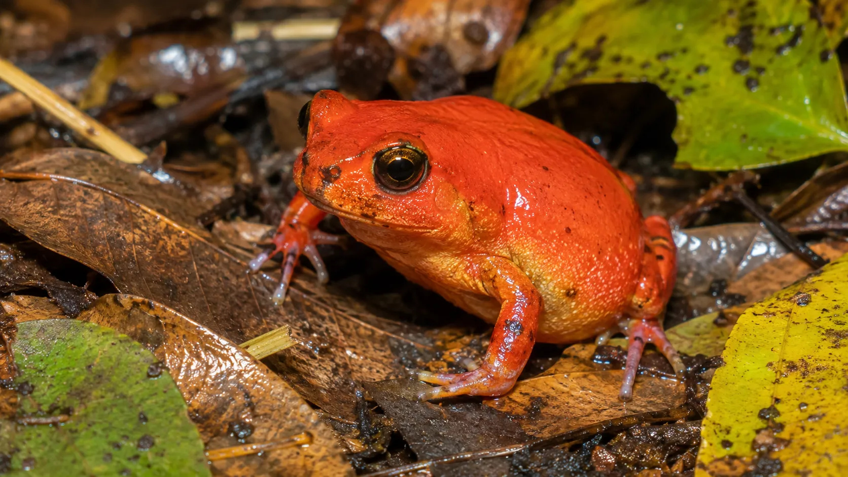 Tomato Frog On Madagascar Forest Litter