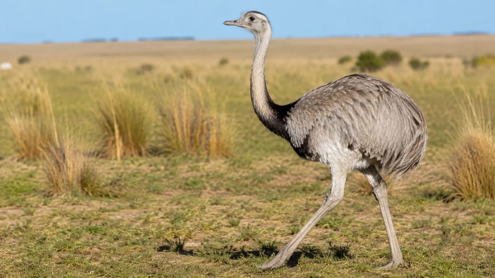 Greater Rhea In South American Pampas