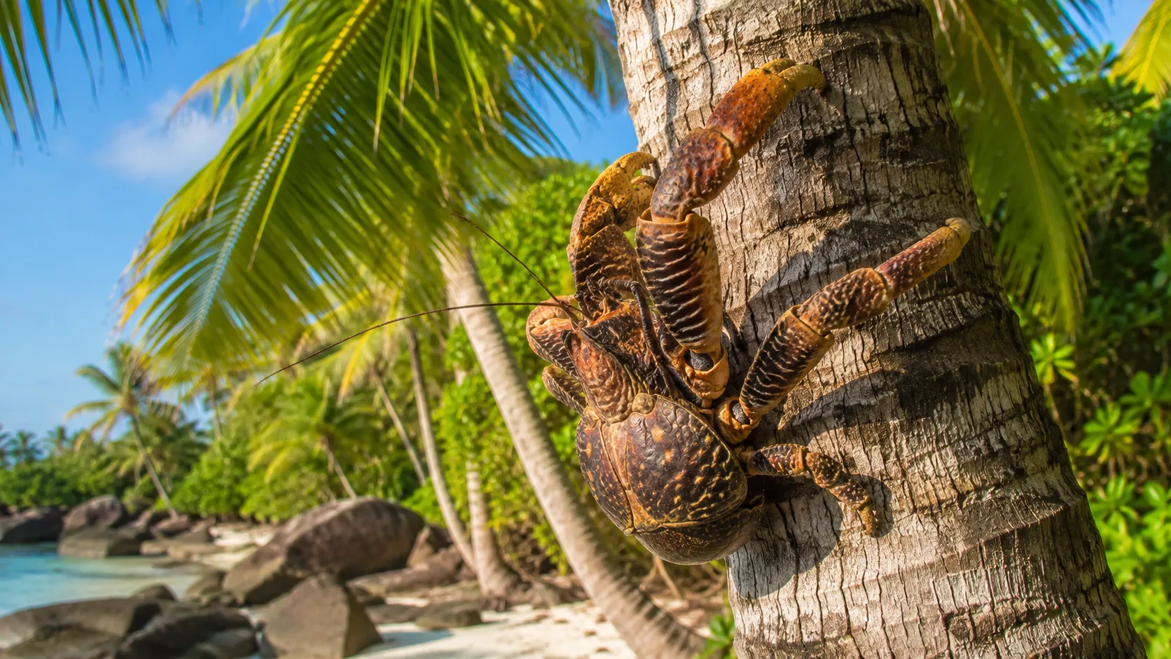 Coconut Crab On Tropical Island Palm Tree