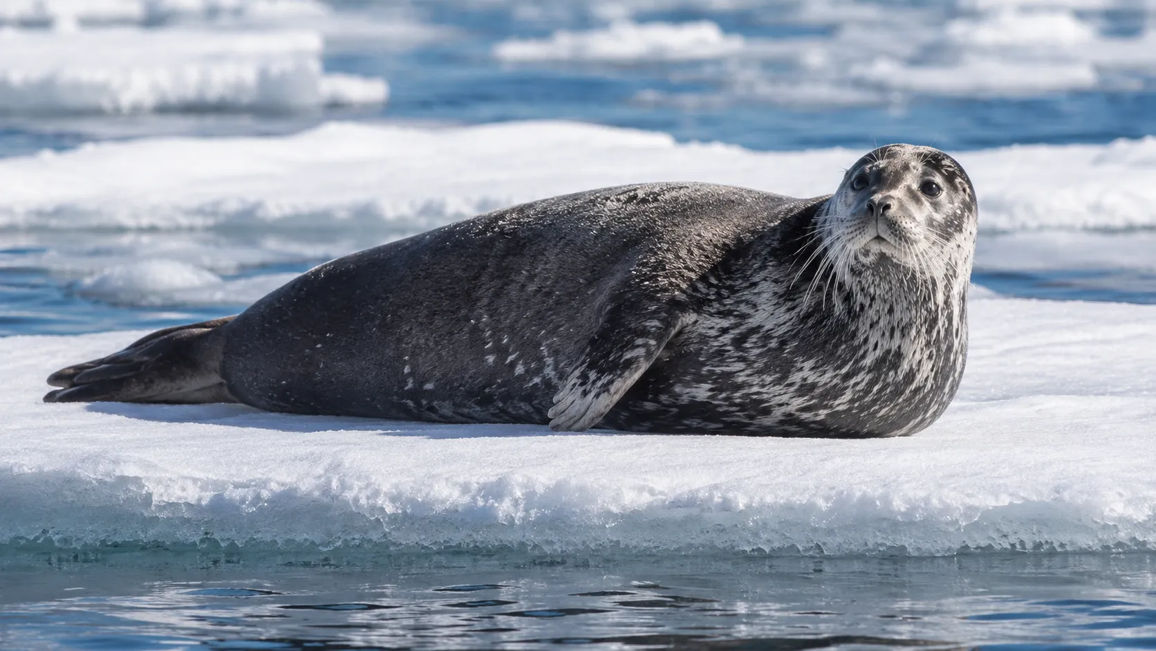 Bearded seal on bright Arctic ice floe