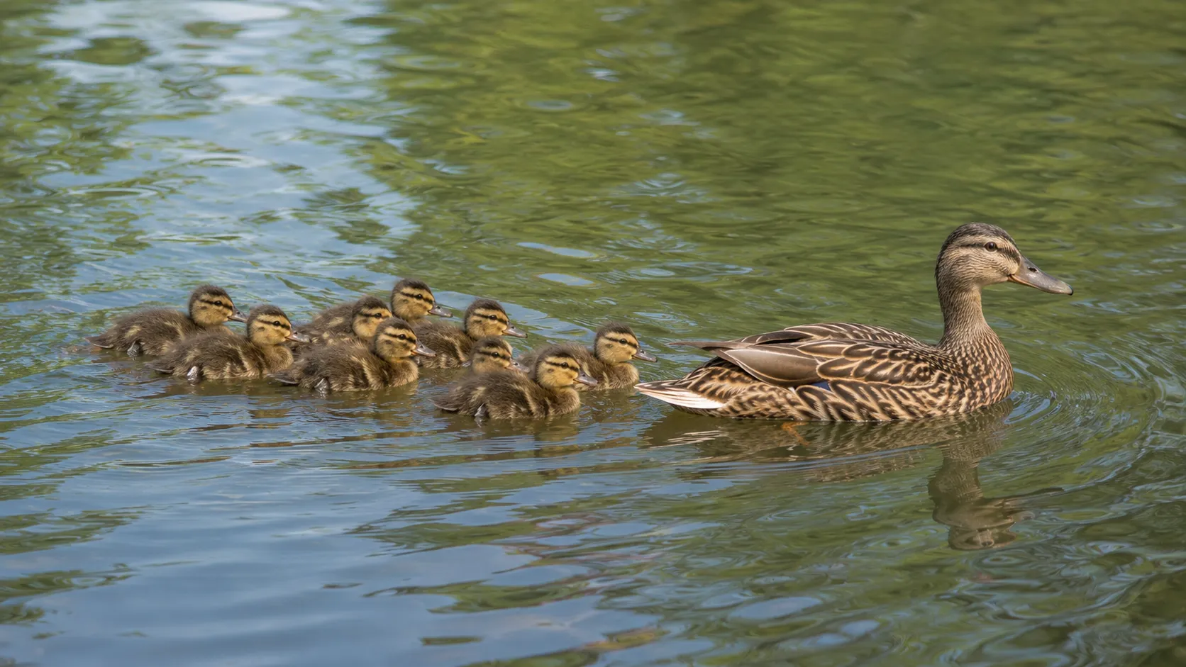 Mallard Ducklings Following Mother In Pond