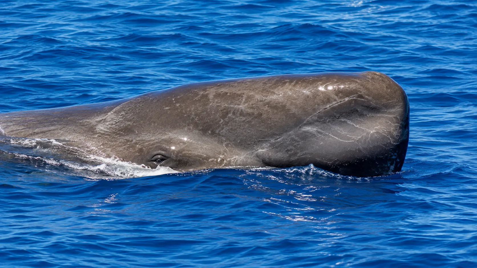 Sperm Whale In Deep Blue Ocean