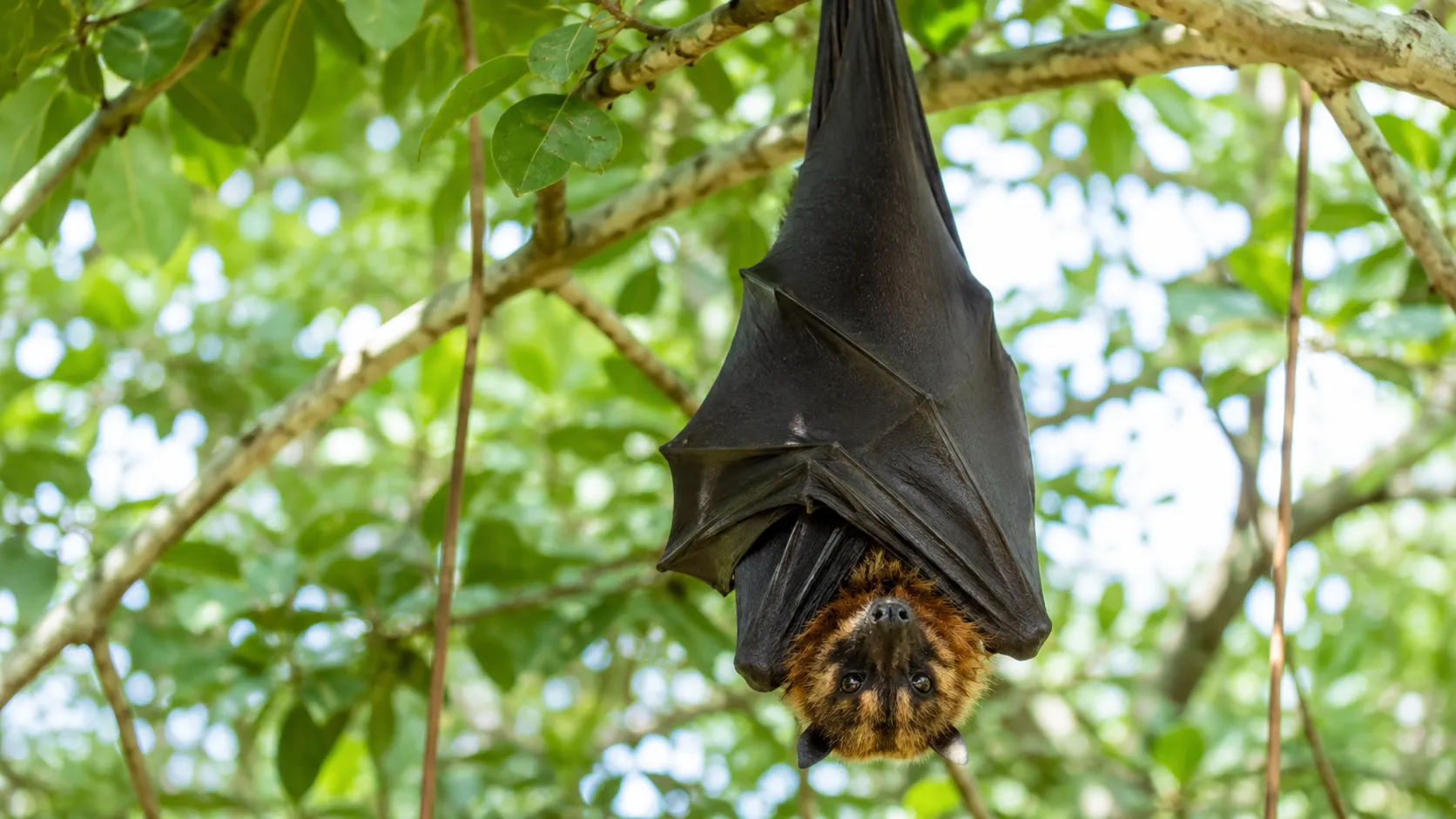Flying Fox Resting In Bright Sunlit Mangrove
