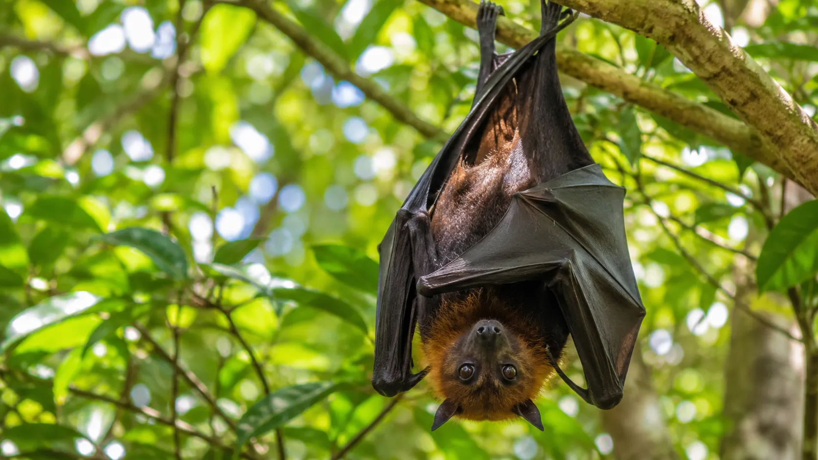 Madagascan Flying Fox In Madagascar Forest