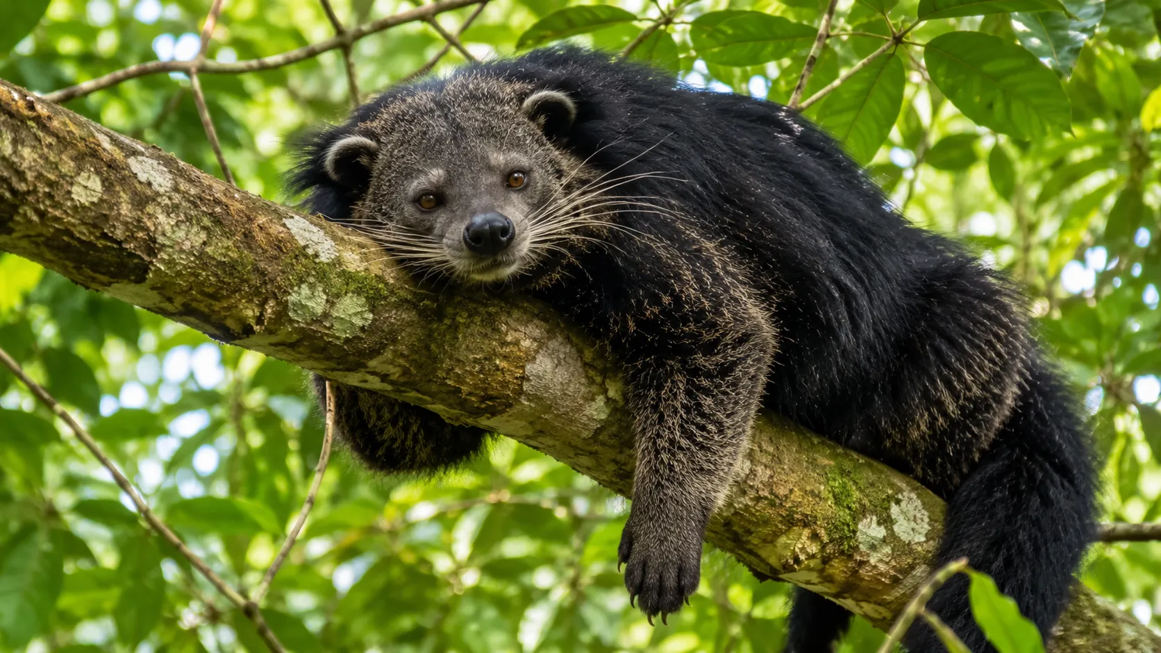 Binturong In Southeast Asian Rainforest Canopy