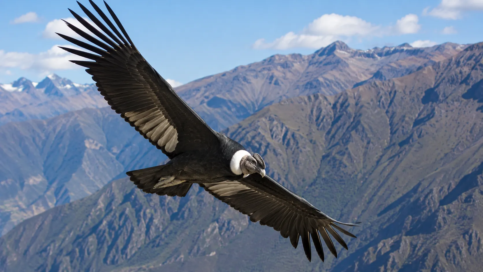 Andean Condor Soaring Over Sunlit Mountain Peaks