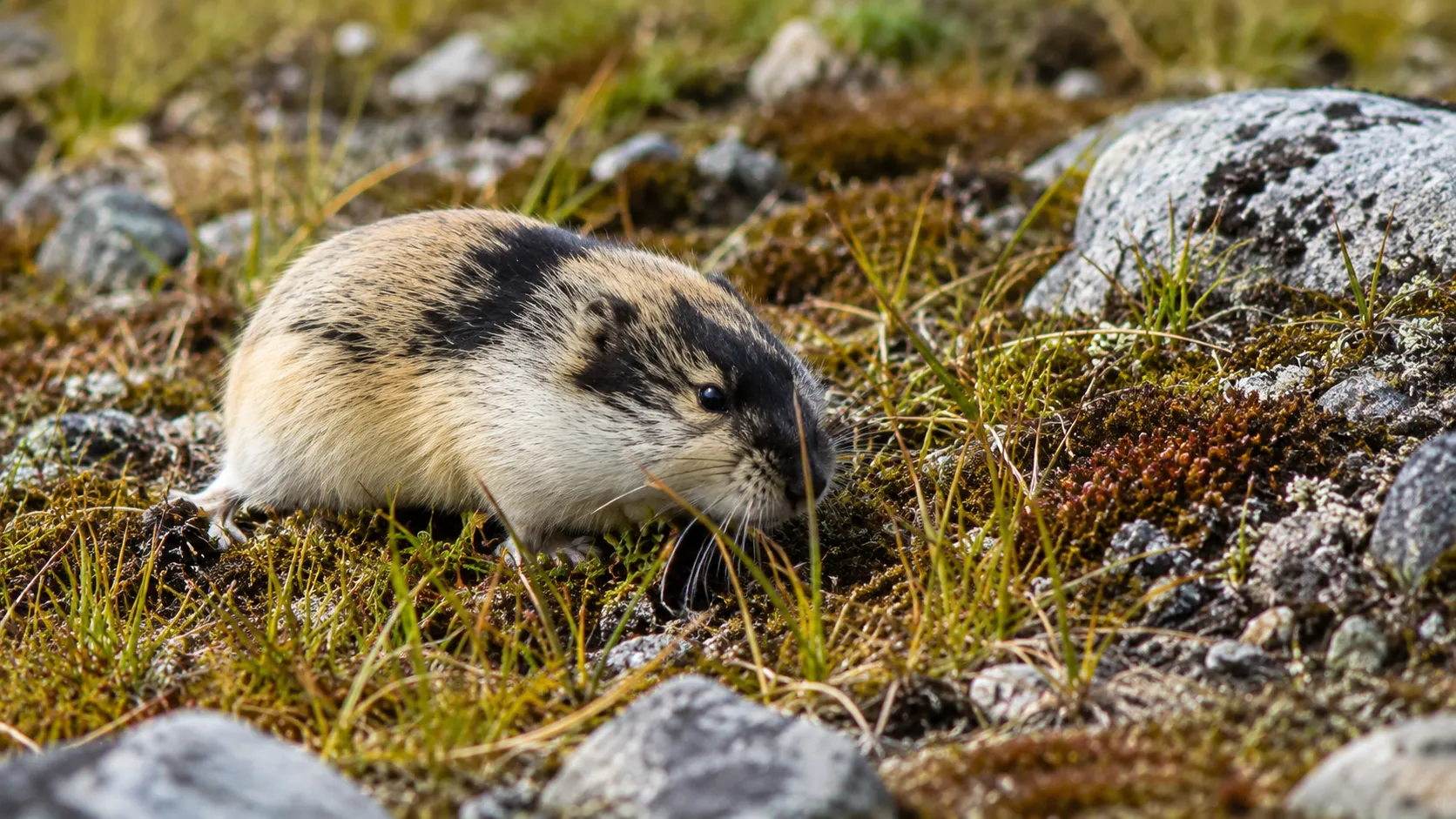 Lemming foraging in bright tundra grass