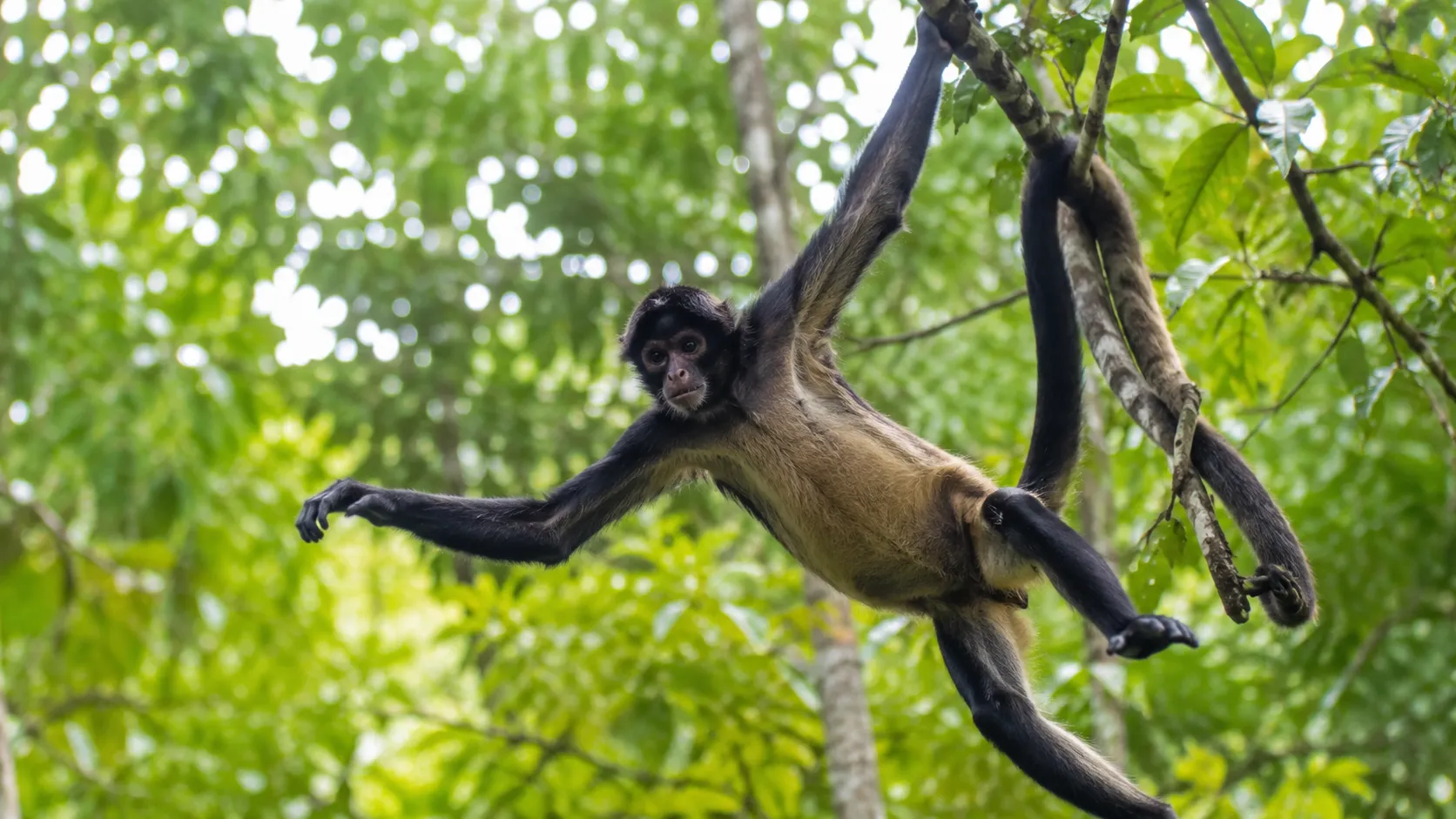 Spider monkey swinging in bright rainforest canopy