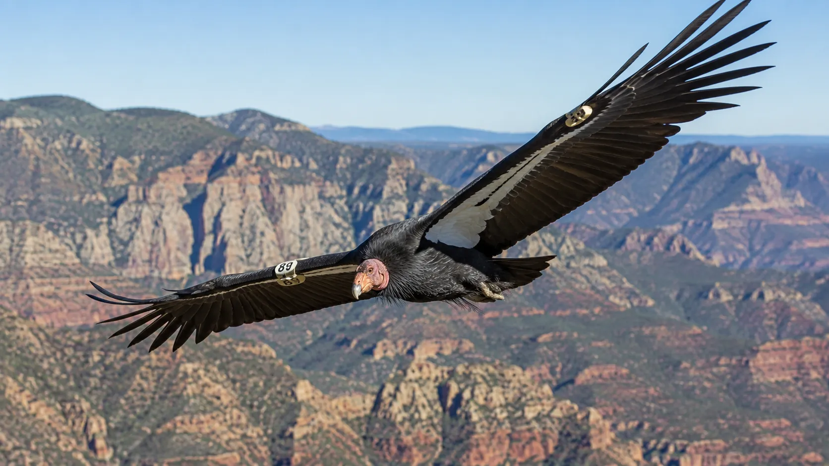 California condor soaring over bright sunlit canyon