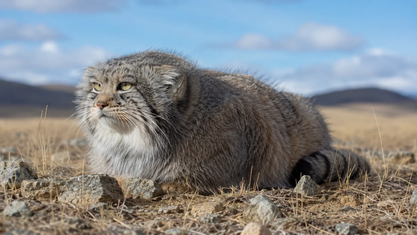 Pallas's Cat In Central Asian Steppe