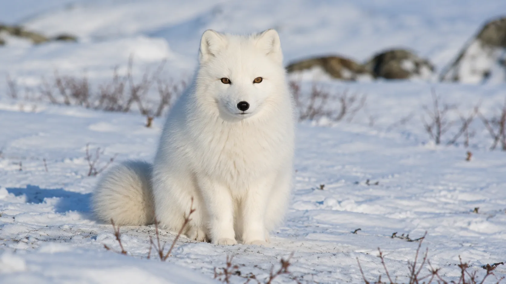 Arctic fox in bright snowy tundra