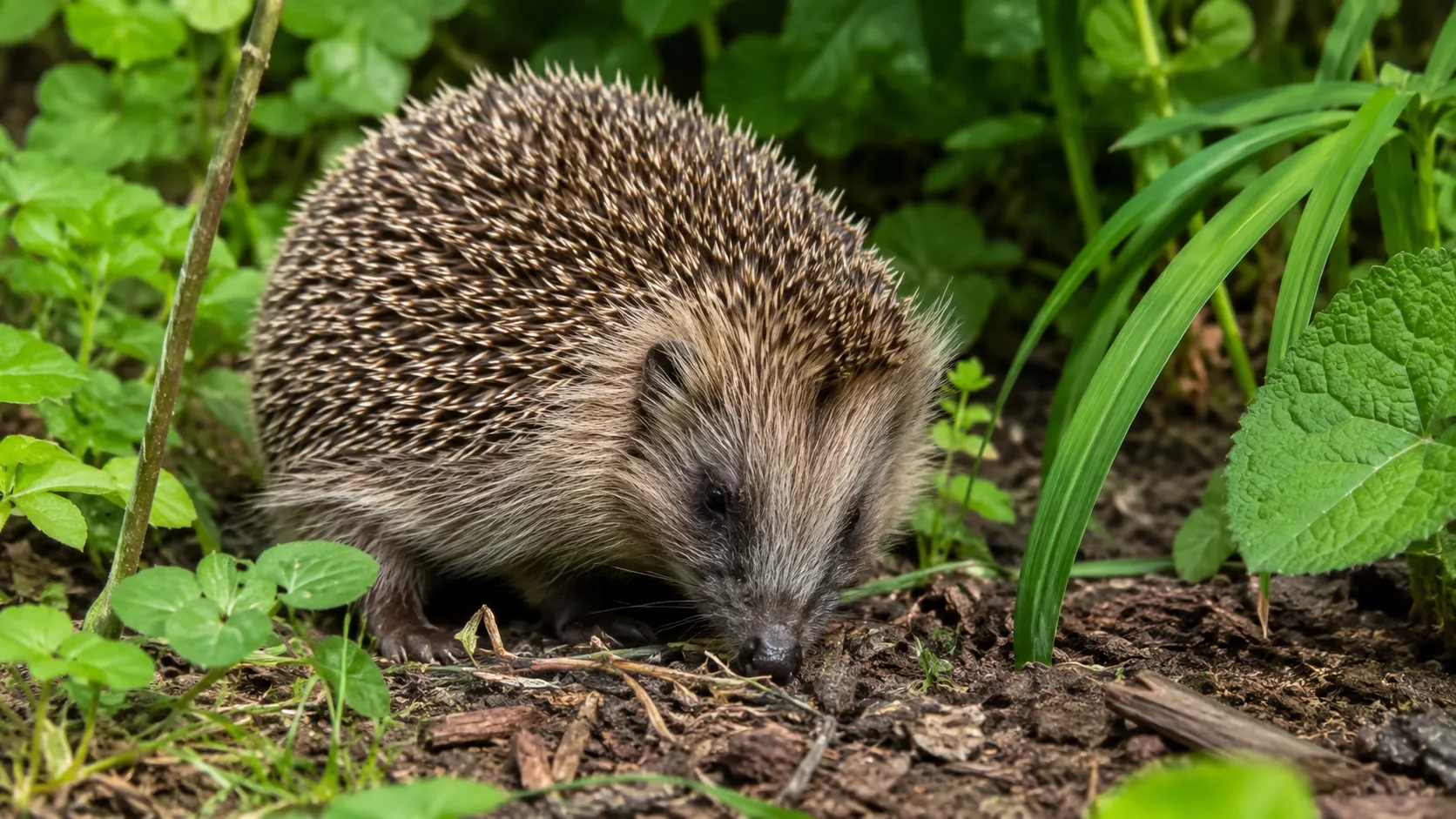 European Hedgehog Foraging In Garden Undergrowth