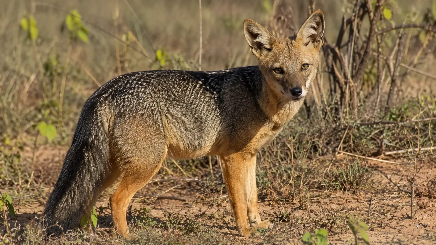 Crab Eating Fox In Brazilian Cerrado