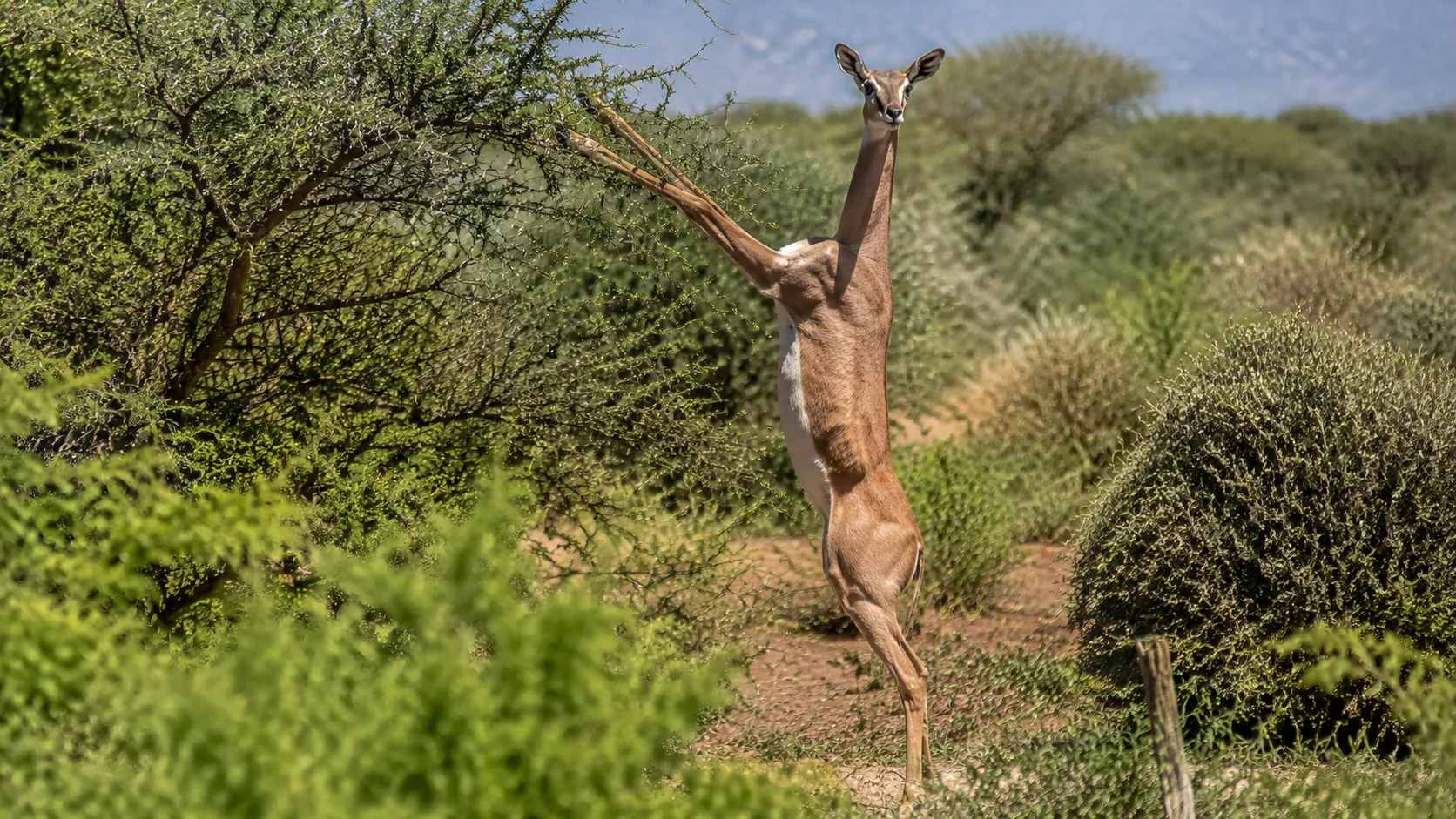 Gerenuk In East African Thornbush