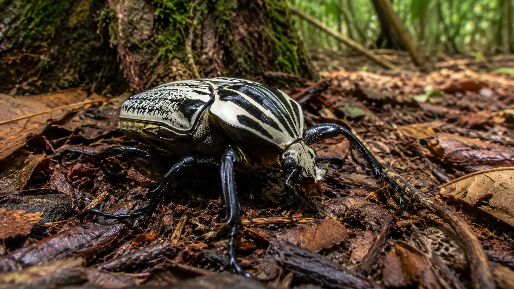 Goliath Beetle On African Forest Floor