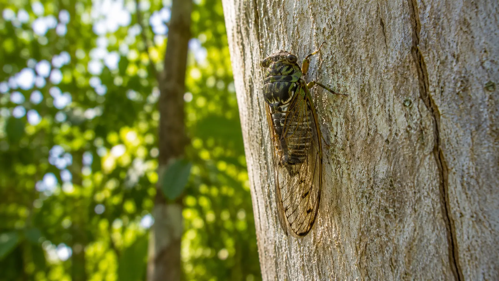 Cicada On Sun Drenched Tree Trunk