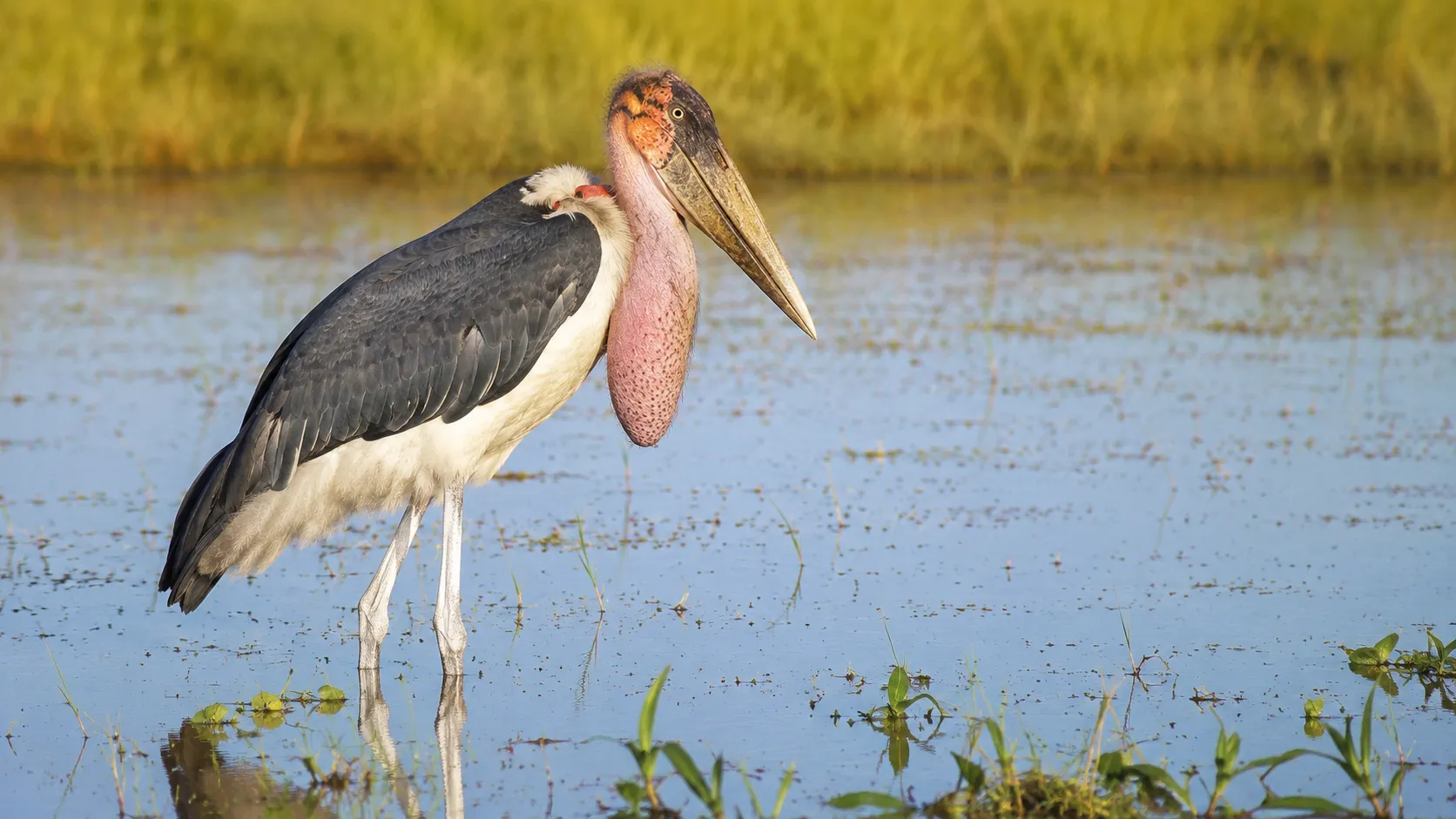 Marabou Stork In African Wetland