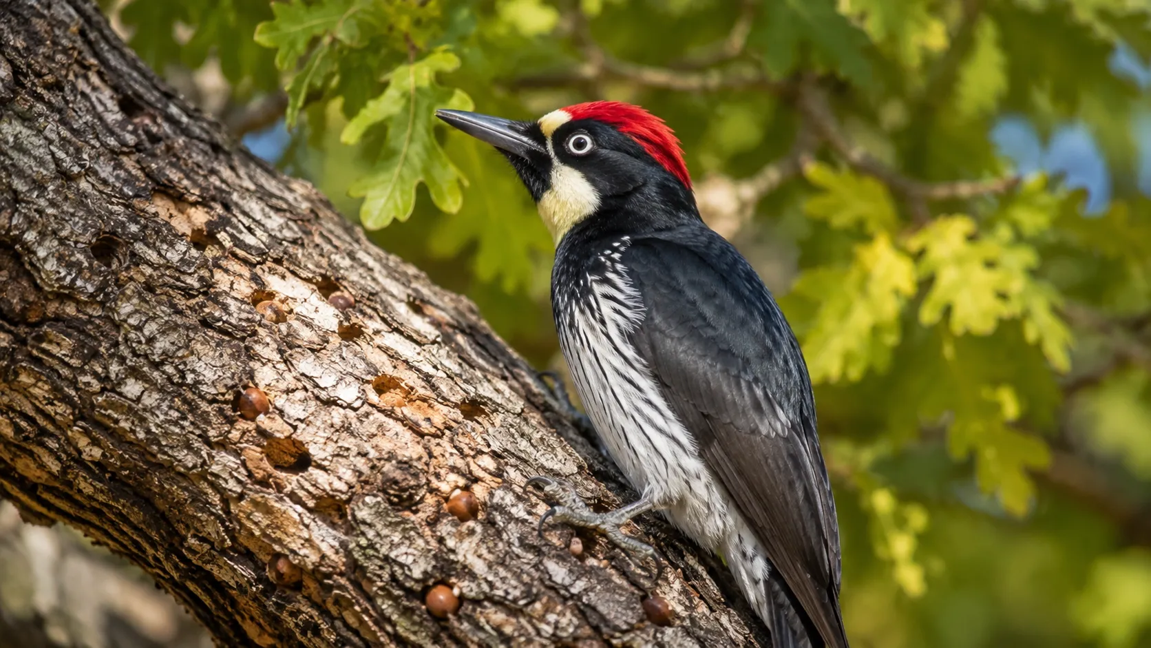 Acorn Woodpecker In Californian Oak Woodland