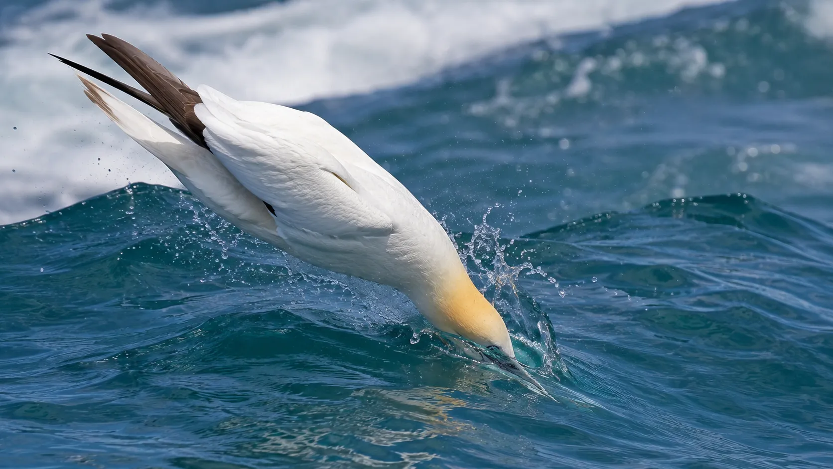 Northern gannet diving into bright ocean wave
