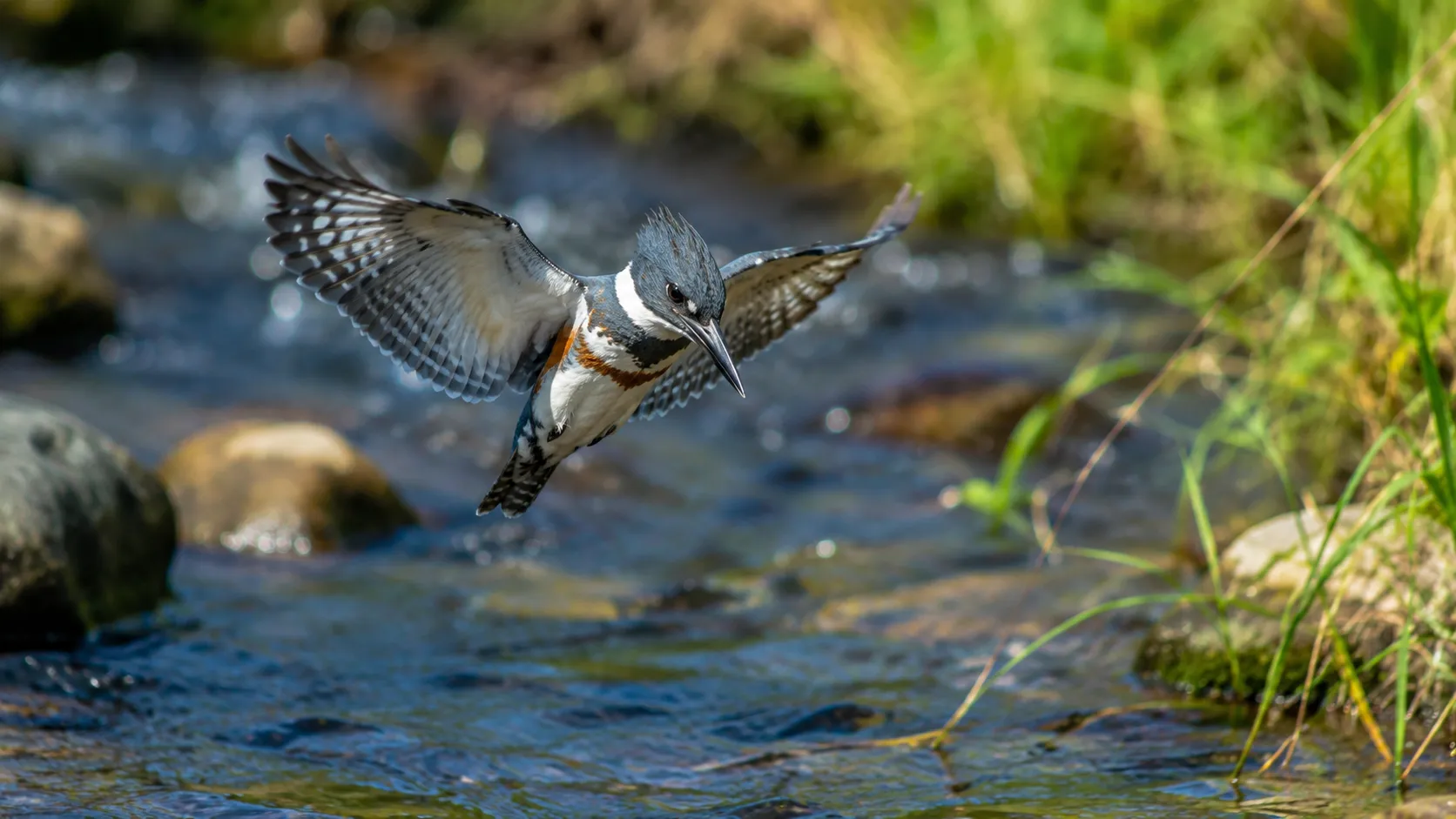 Belted Kingfisher Hovering Over North American Stream