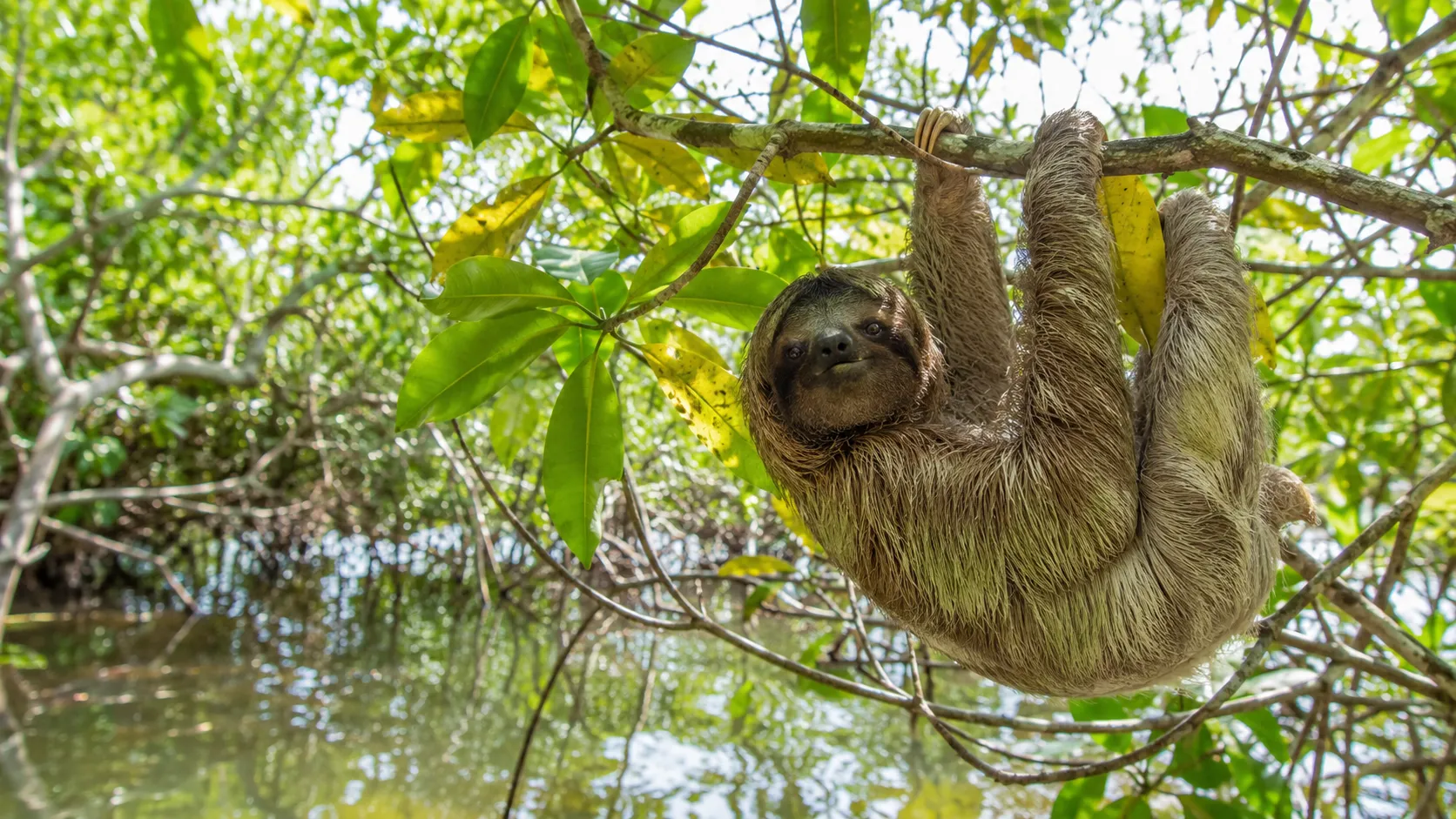 Pygmy Three Toed Sloth In Mangrove