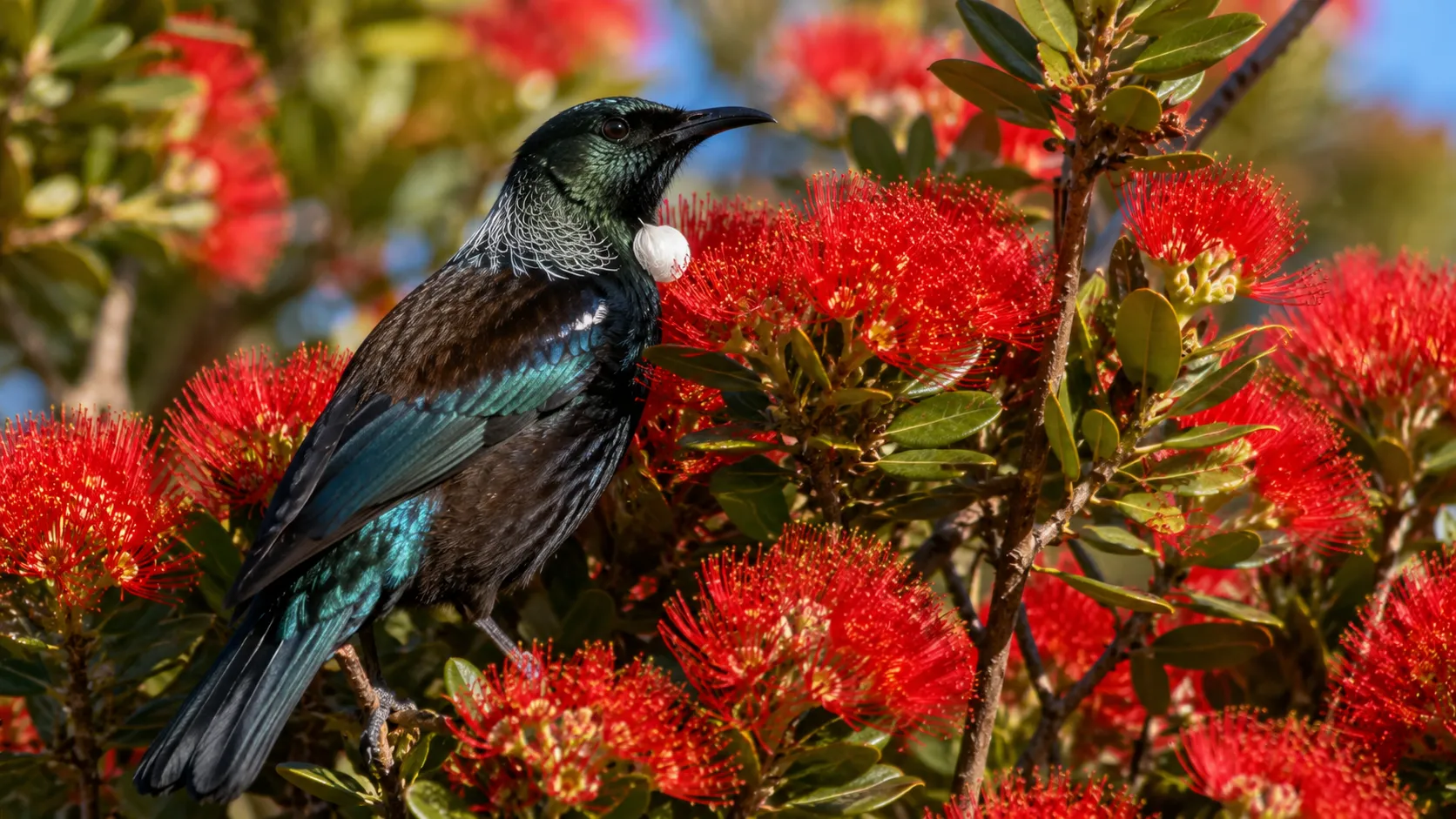 Tui Bird On New Zealand Tree