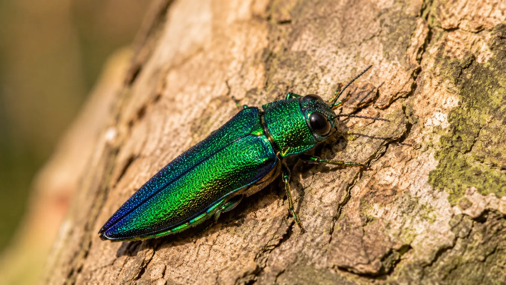 Jewel Beetle On Tropical Tree Bark