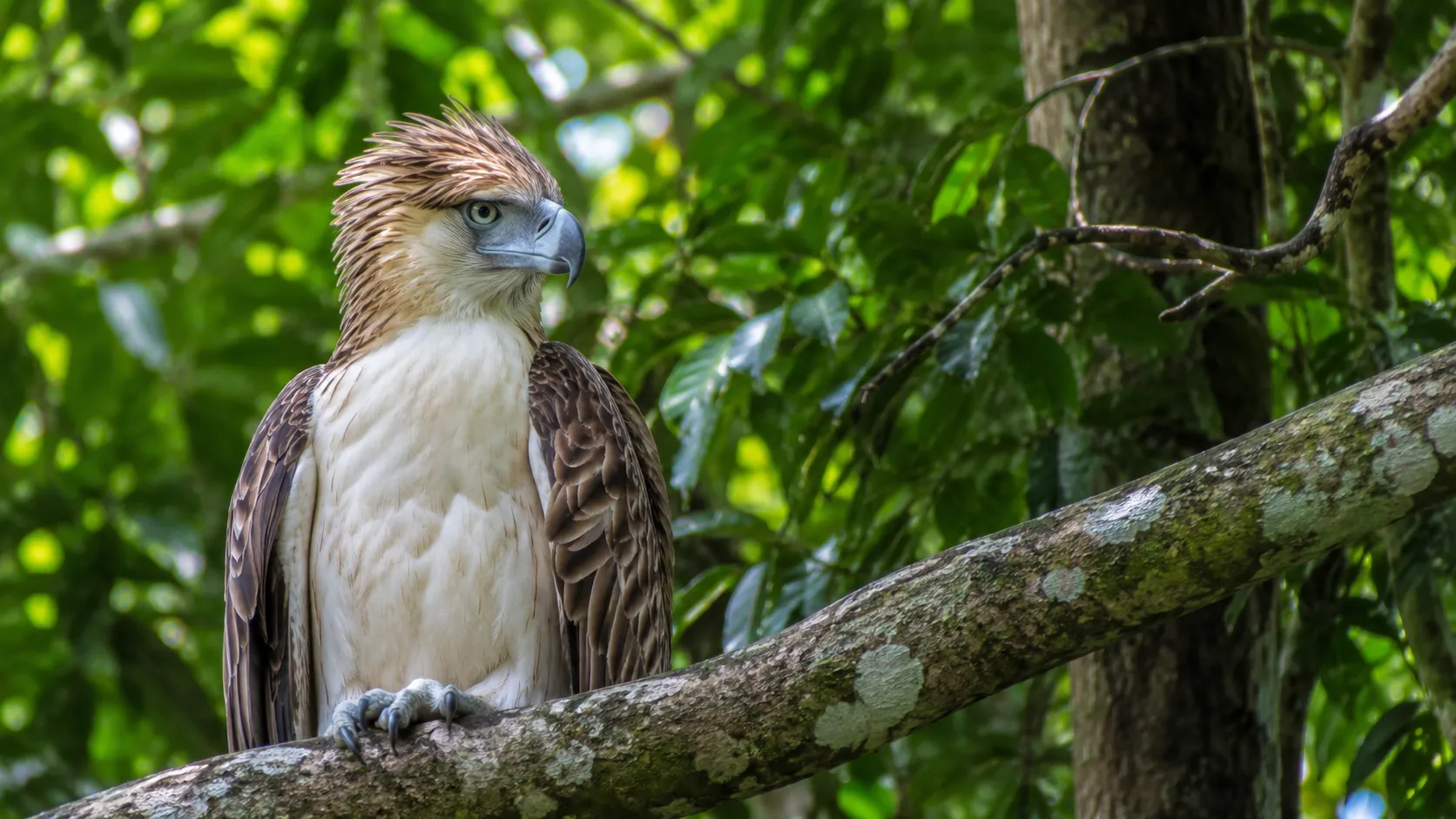 Philippine Eagle In Mindanao Canopy