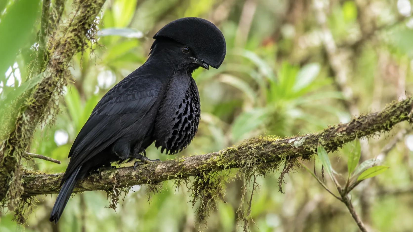 Andean Umbrellabird In Andean Cloud Forest