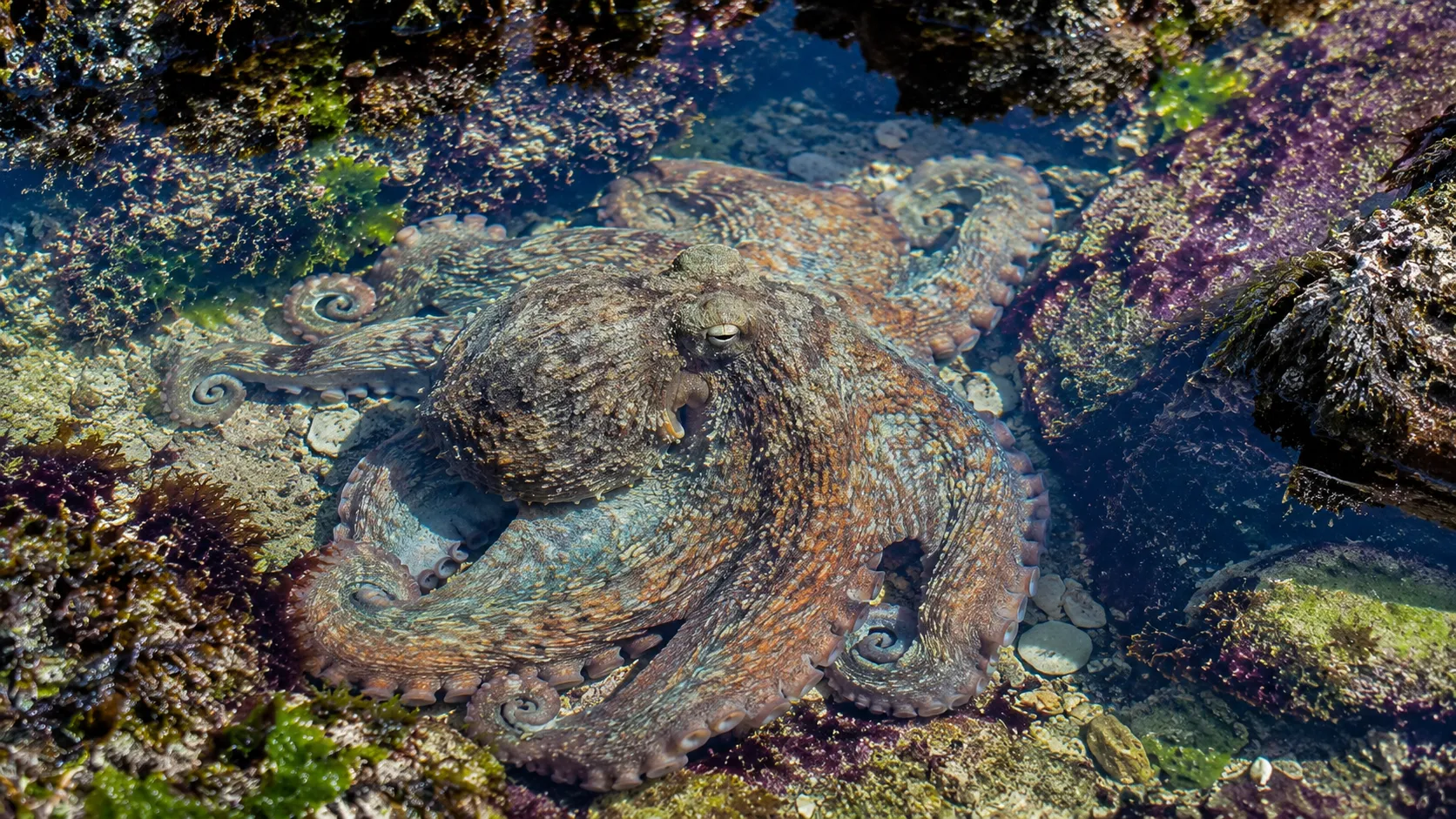 Giant Pacific Octopus In Rocky Tidal Pool