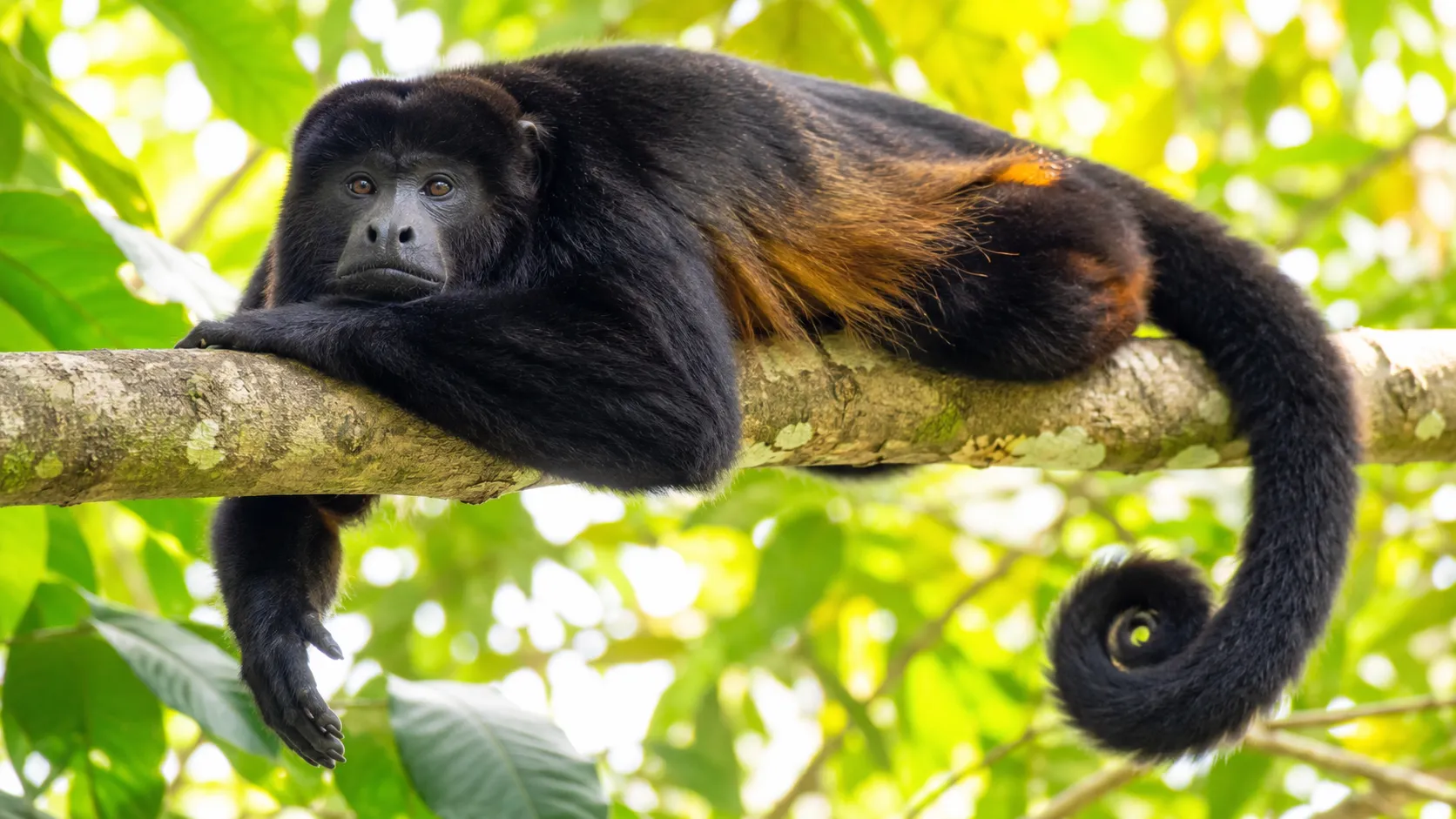 Mantled howler monkey in bright rainforest