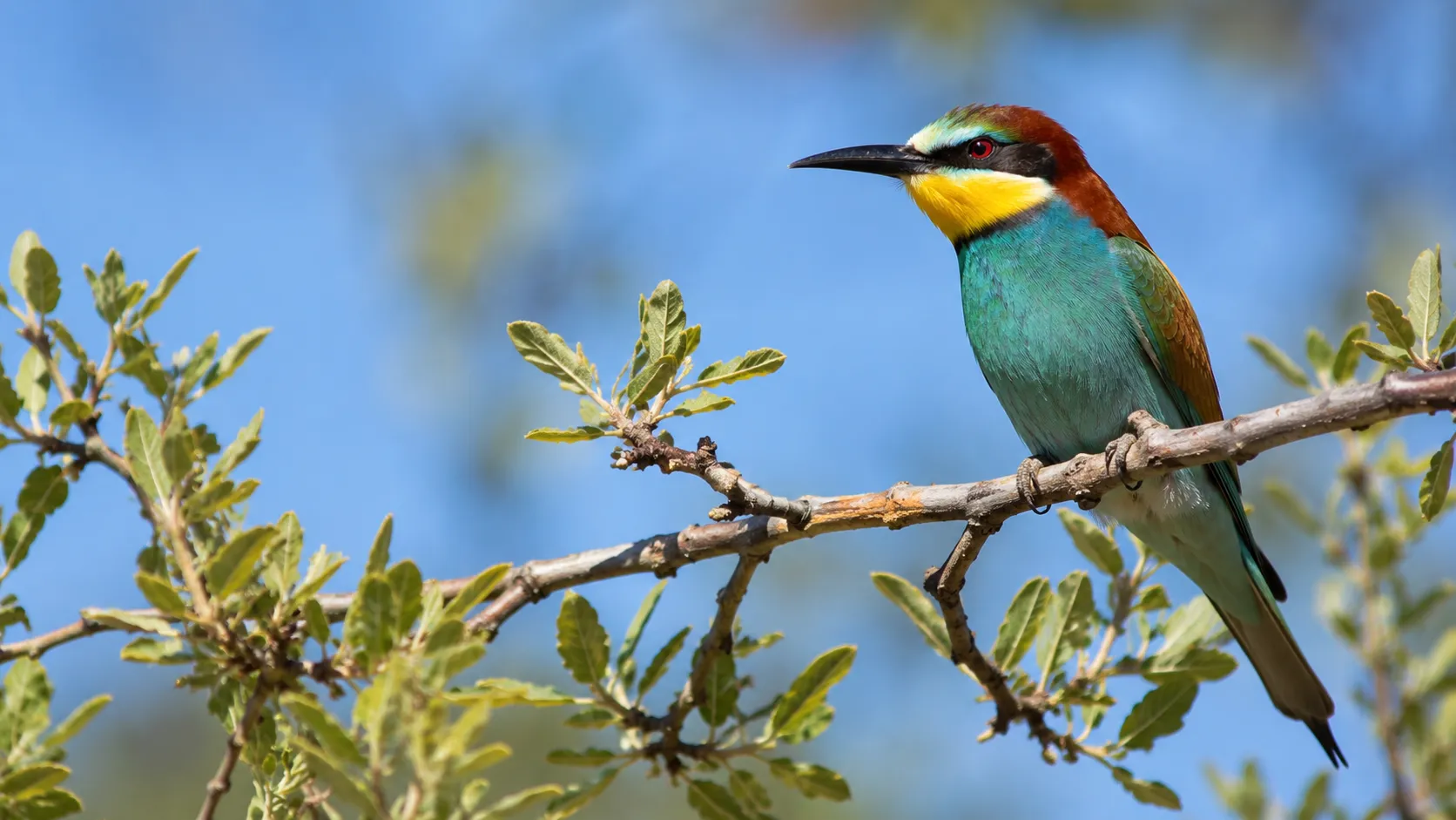 European Bee Eater On Mediterranean Branch