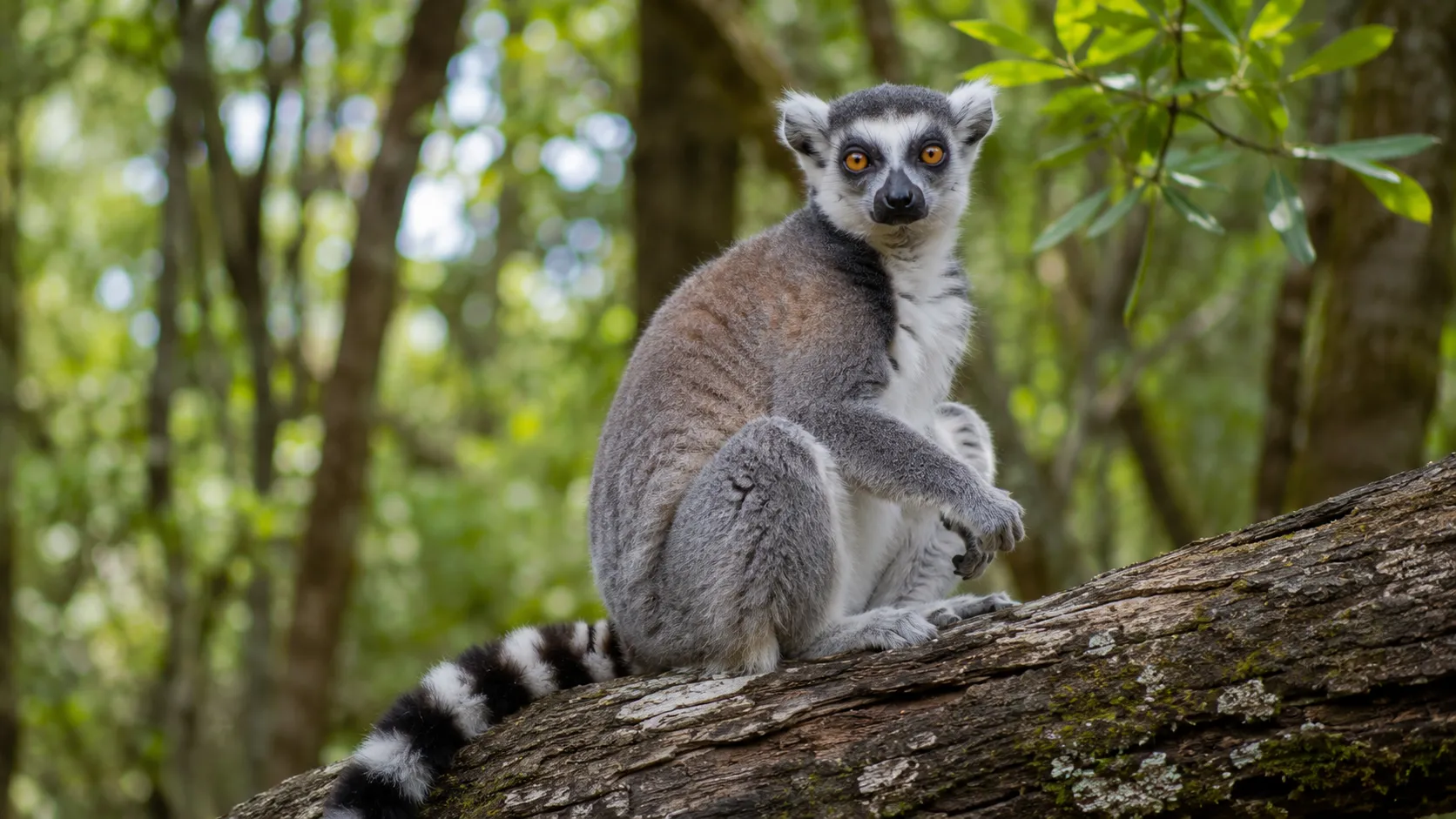 Ring Tailed Lemur Sitting In Madagascar Forest