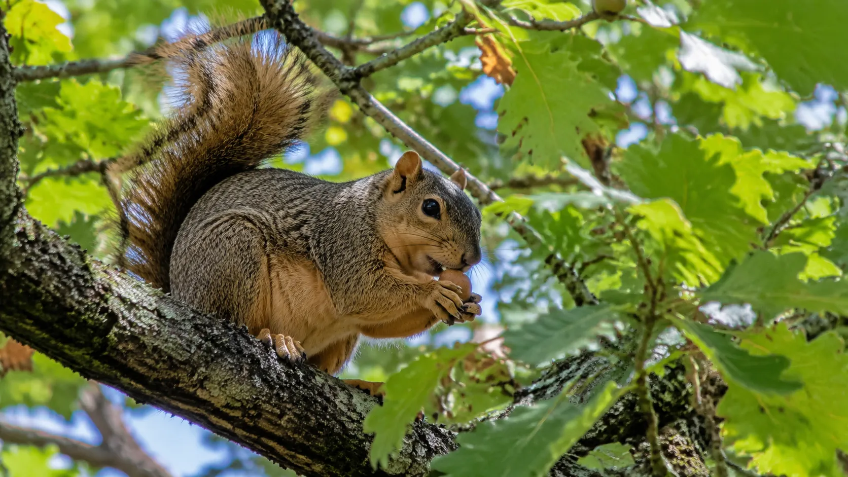 Fox Squirrel Foraging In Leafy Oak Tree
