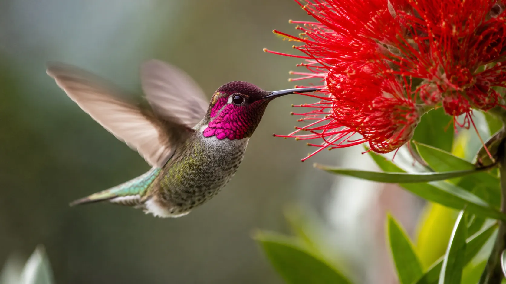 Annas Hummingbird Hovering Near Red Flower