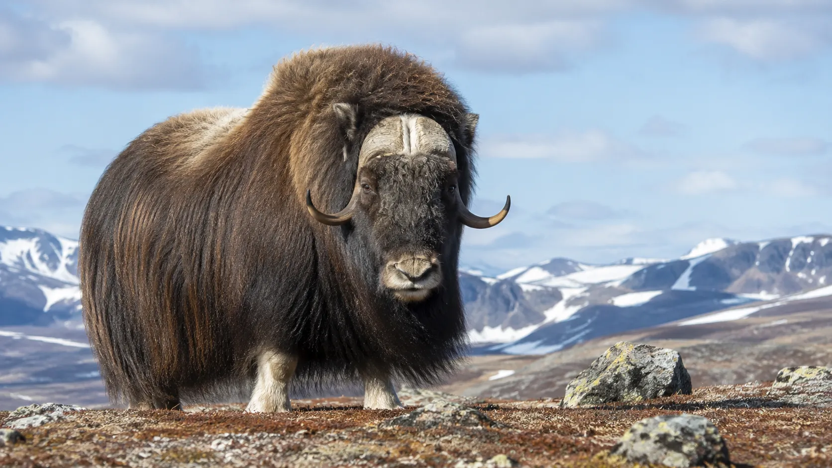 Muskox in bright Arctic tundra landscape