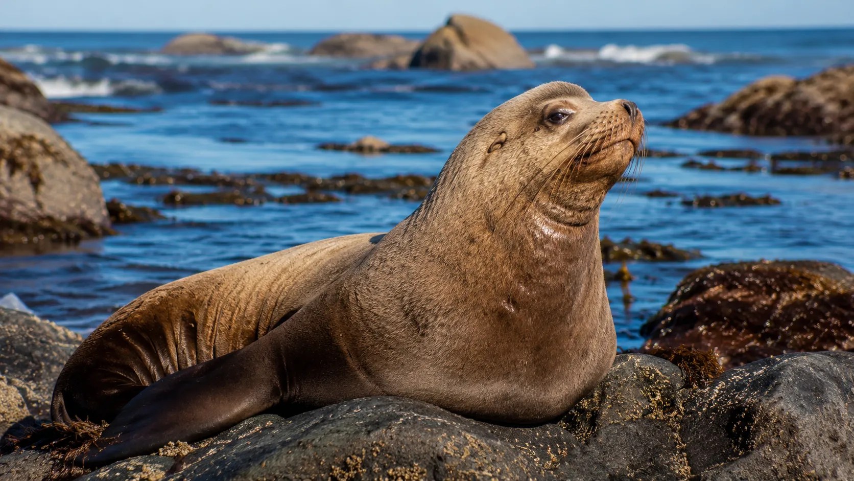Steller sea lion on rocky Pacific coast