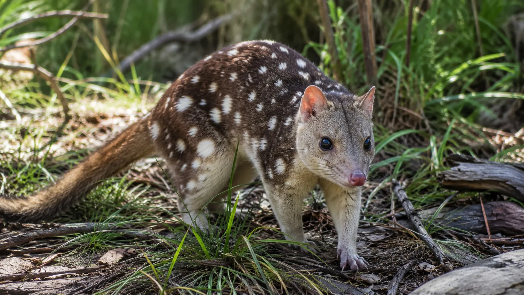 Eastern Quoll In Australian Bushland