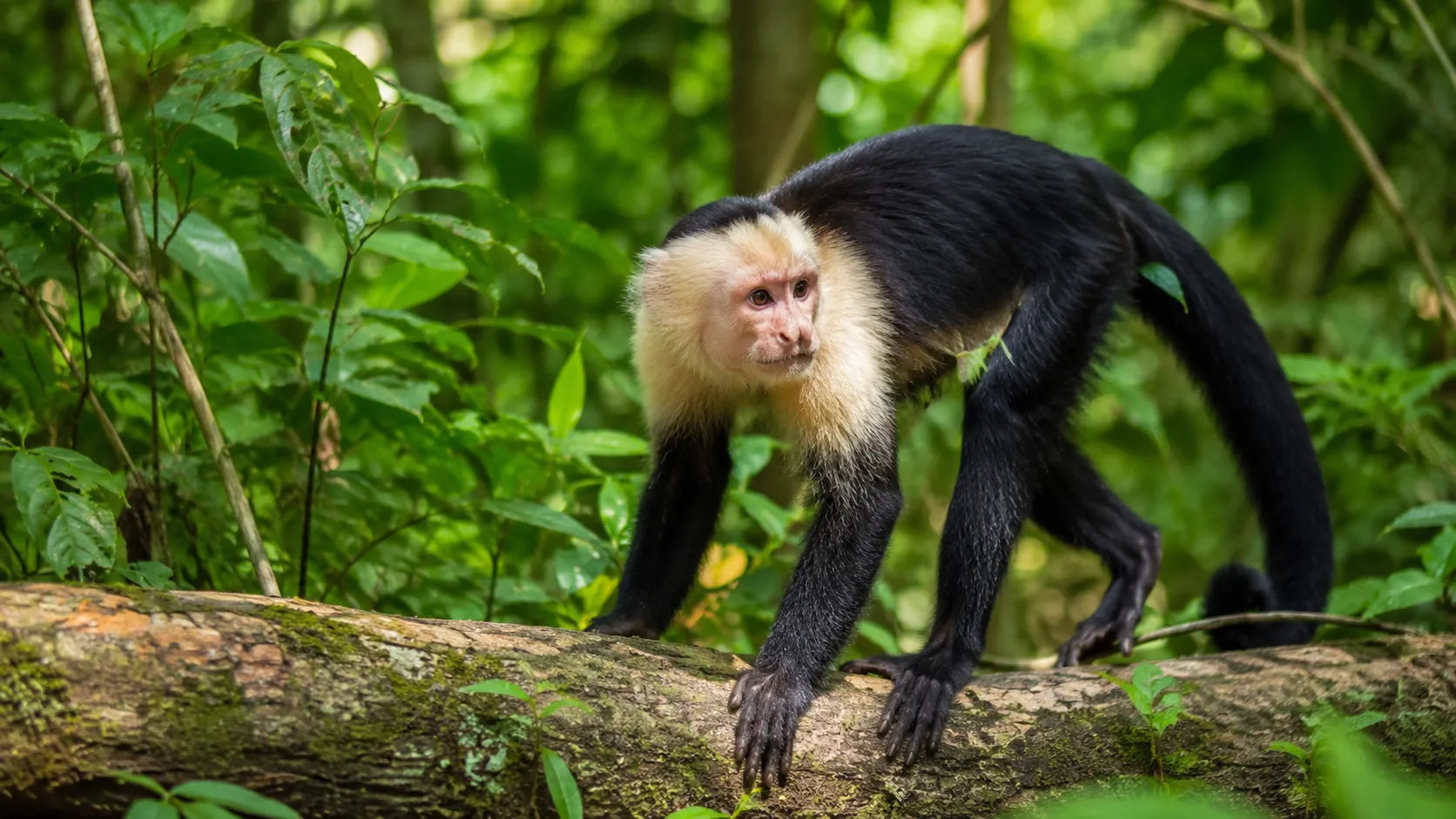 White-faced capuchin in South American forest