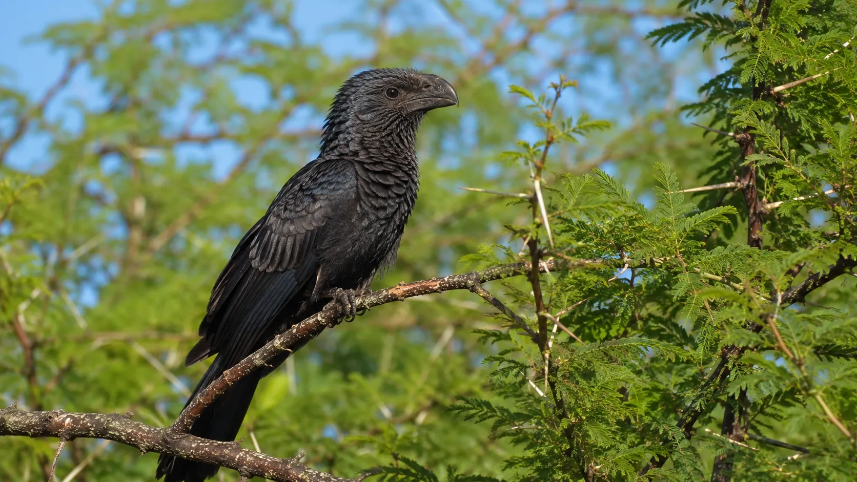 Groove Billed Ani In Central American Thornscrub