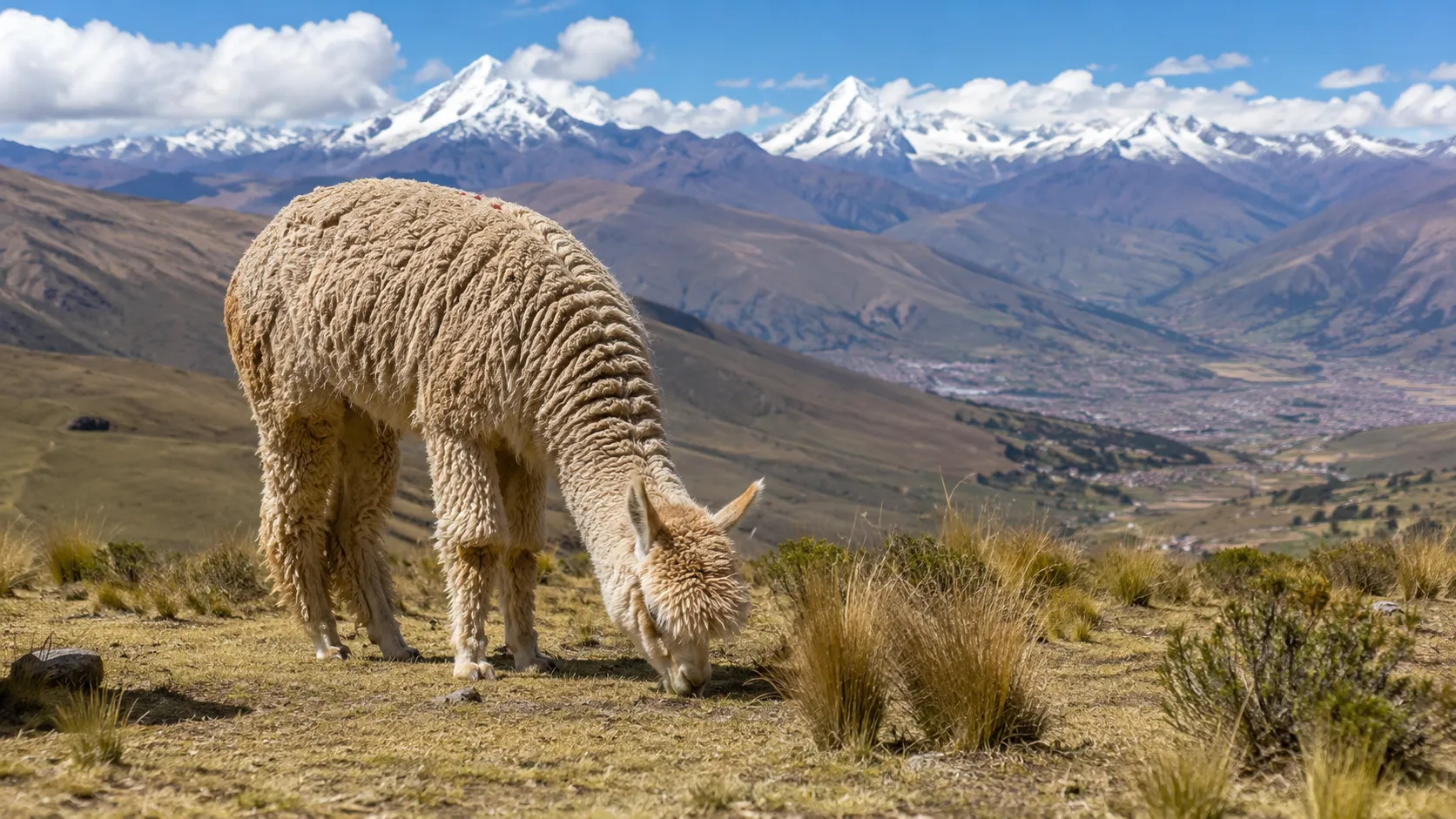 Alpaca Grazing In Andean Highlands